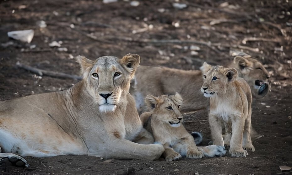 Gujarat’s Asiatic lion