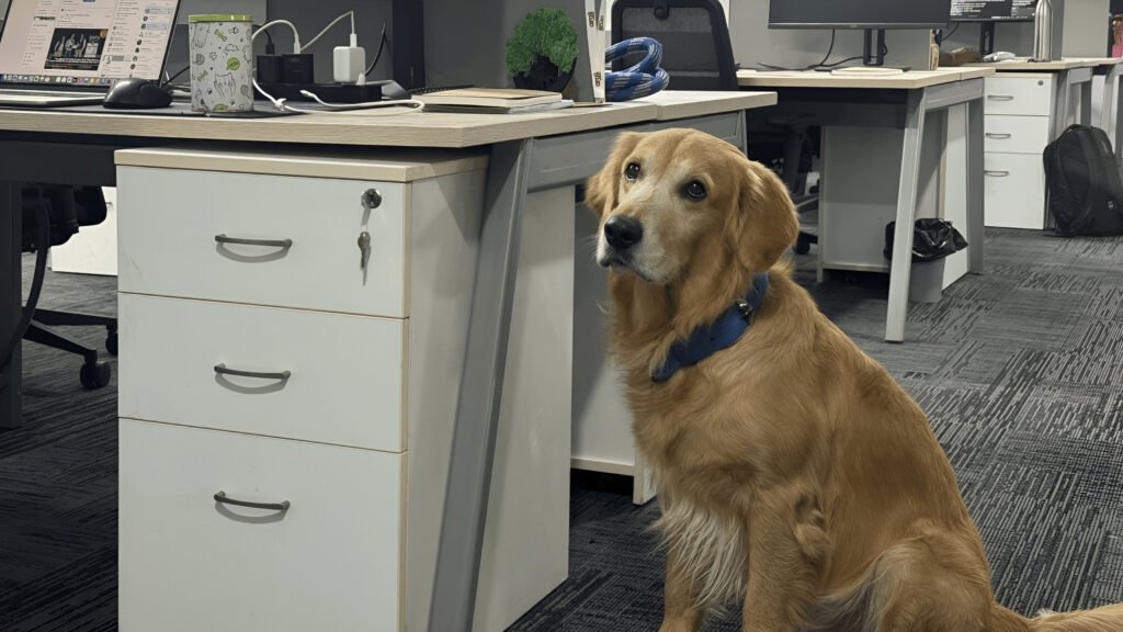 Chief Happiness Officer