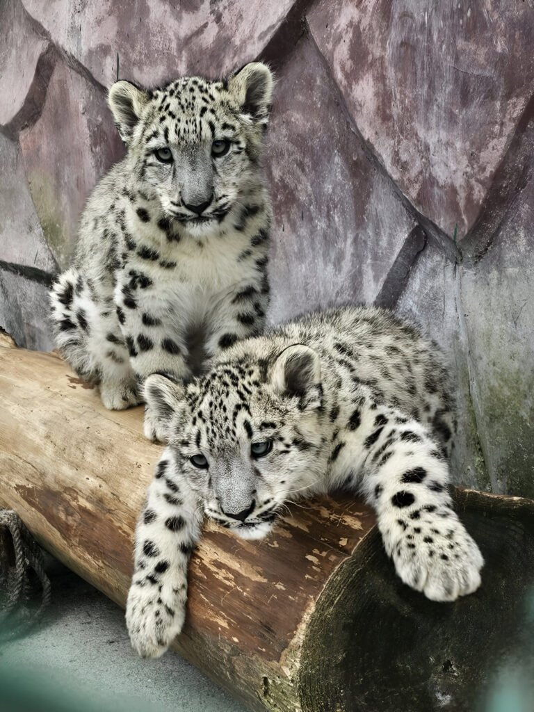 Darjeeling Zoo welcomes two rare snow leopard