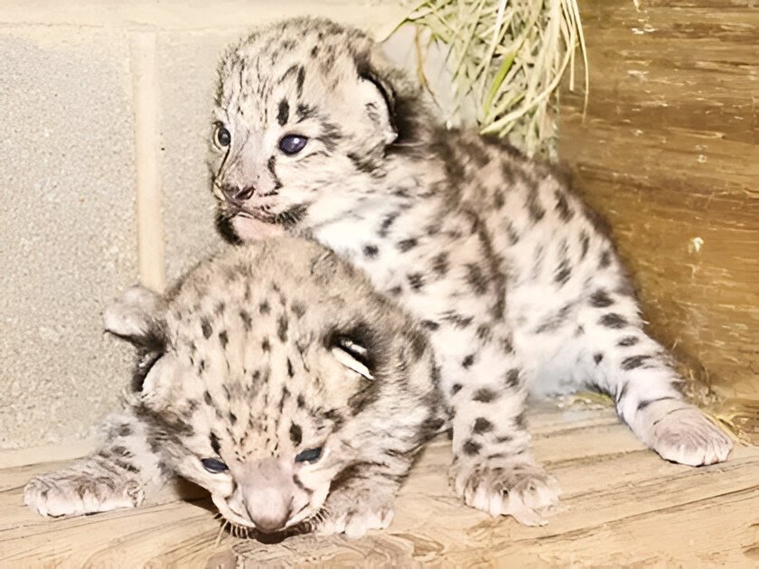 Darjeeling Zoo welcomes two rare snow leopard