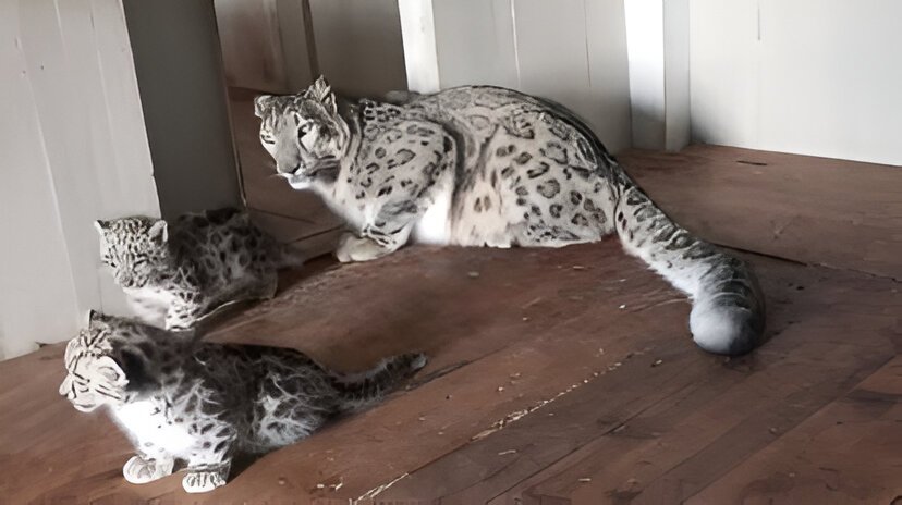  Darjeeling Zoo welcomes two rare snow leopard