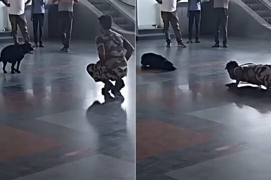 Dog Imitates CISF Jawan’s Workout at Delhi Metro Station, Wins Hearts Online