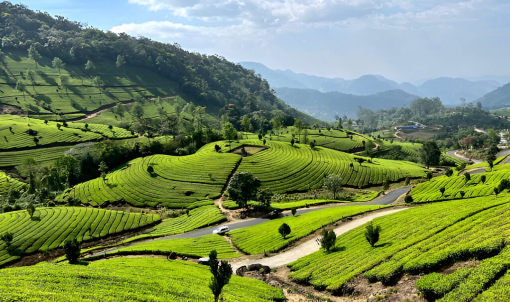 Kerala—Munnar: Misty Tea Gardens