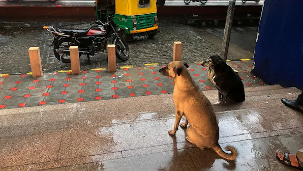 Stray Dog Crisis in India: 10 Lakh Homeless Canines, Shelter Shortage, and Supreme Court Order