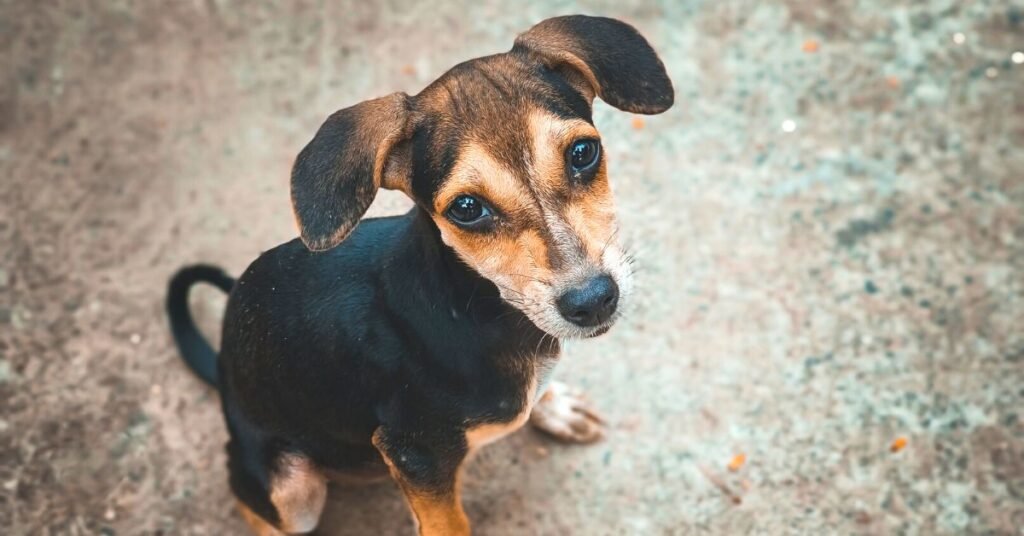 Stray Dog Crisis in India: 10 Lakh Homeless Canines, Shelter Shortage, and Supreme Court Order