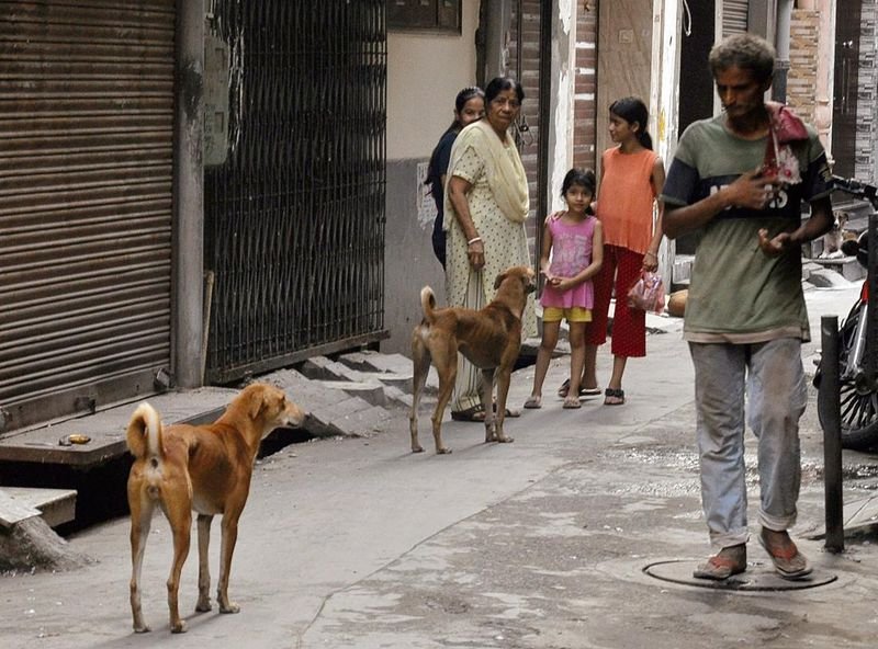 Stray Dog Crisis in India: 10 Lakh Homeless Canines, Shelter Shortage, and Supreme Court Order