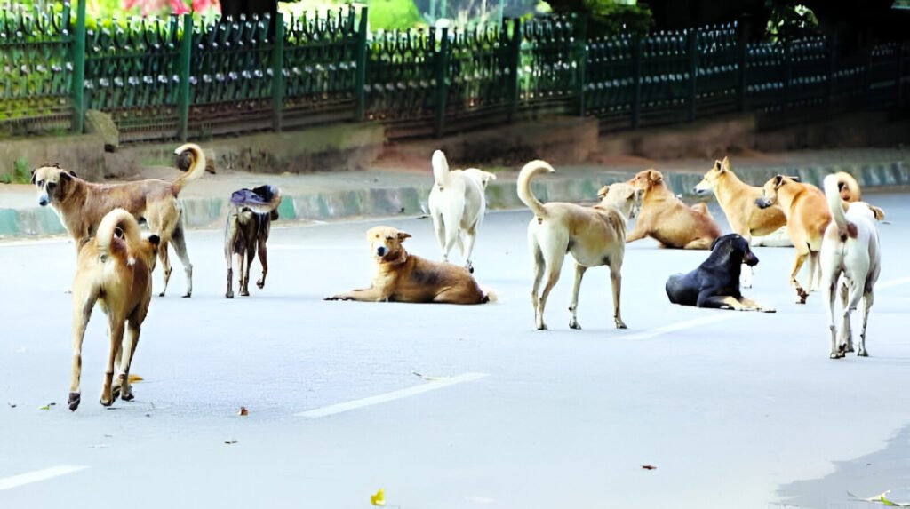 Supreme Court Eases Stray Dog Ban: Sterilize, Vaccinate & Release