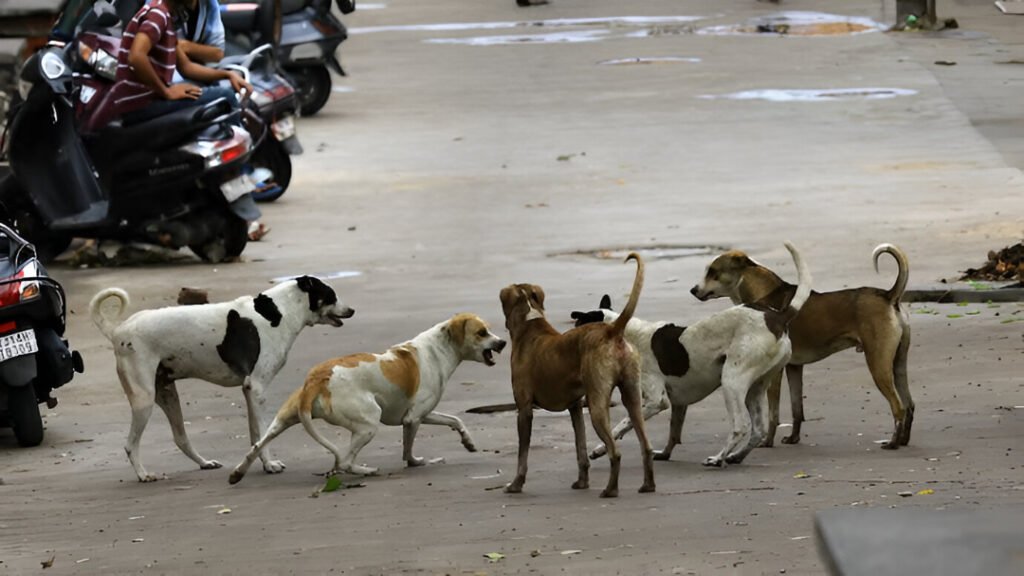 Supreme Court Eases Stray Dog Ban: Sterilize, Vaccinate & Release
